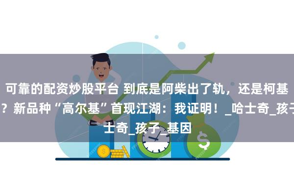 可靠的配资炒股平台 到底是阿柴出了轨，还是柯基劈了腿？新品种“高尔基”首现江湖：我证明！_哈士奇_孩子_基因